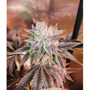 The Grateful Seeds - Zhead