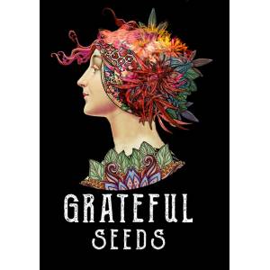 The Grateful Seeds - Runtzbert - 3 fem