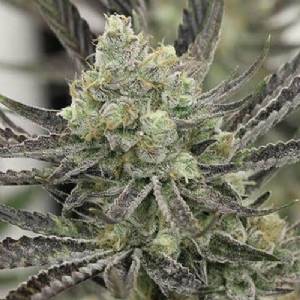 Purple City Genetics - Thc Bomb x Pre98