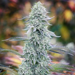 Purple City Genetics - Watermelon Zkittlez x Watermelon Zkitllez