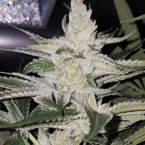 Purple City Genetics - GMO x Strawnana