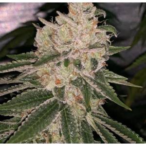 Purple City Genetics - East Bay OG x Purple Punch