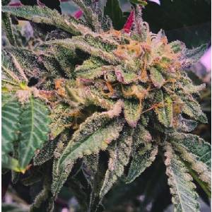 Purple City Genetics - Purple #40