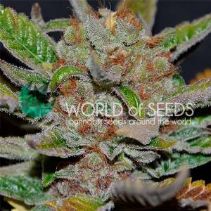 World of Seeds - Bubba Haze - 10 reg