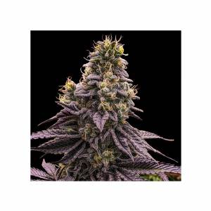 Ripper Seeds - Zombie Bride