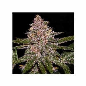 Ripper Seeds - Radical Juice