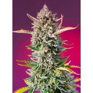 Sweet Seeds - Gorilla Sherbet F1 Fast Version - Fem