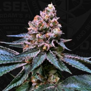 TH Seeds - Black Apple Hitchcock - 5 fem