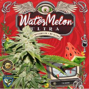 TH Seeds - Watermelon Ultra - 5 fem