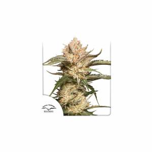 Dutch Passion - Trichome & Cream - Auto