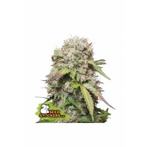Seedstockers - Jack Herer Auto