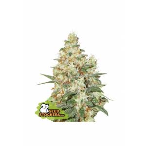Seedstockers - OG Kush Auto