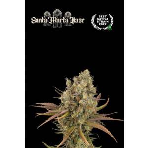 Seedstockers - Superior Auto Santa Marta Haze