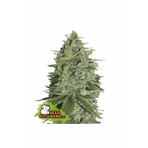 Seedstockers - Super Skunk Auto