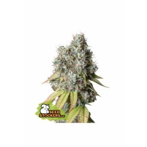 Seedstockers - Bruce Banner Auto