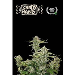 Seedstockers - Superior Auto Candy Dawg