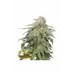 Seedstockers - Cookies and Cream Auto