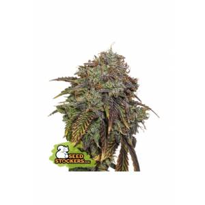 Seedstockers - Gelato 41 Auto