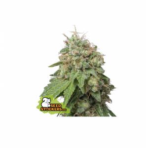 Seedstockers - Green Crack Auto