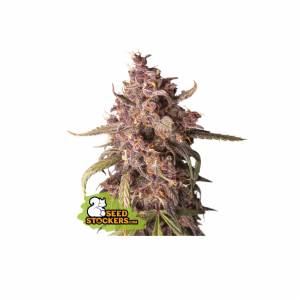 Seedstockers - Purple Punch Auto