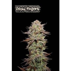 Seedstockers - Superior Auto Sticky Fingers