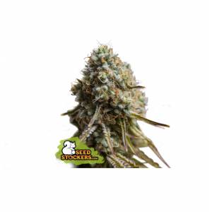 Seedstockers - Wedding Glue Auto