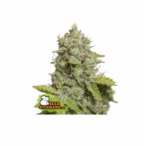 Seedstockers - CBD Critical XXL Auto