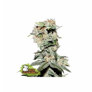 Seedstockers - CBD Critical XXL