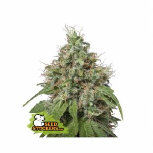 Seedstockers - Amnesia