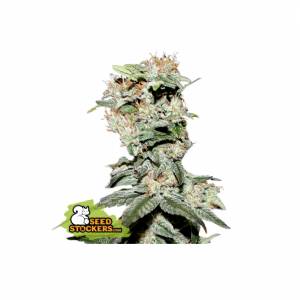 Seedstockers - BCN Critical XXL