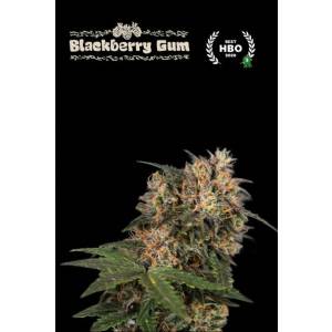 Seedstockers - Superior Blackberry Gum