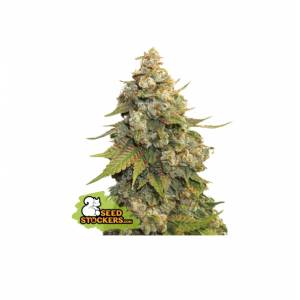 Seedstockers - Golden Lemon Haze