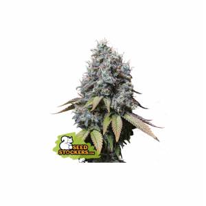 Seedstockers - Sour Diesel