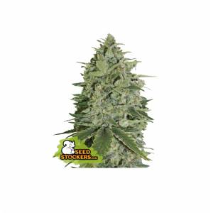 Seedstockers - Super Skunk