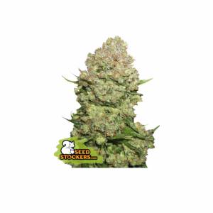 Seedstockers - White Widow