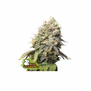 Seedstockers - Bruce Banner