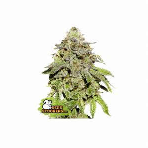 Seedstockers - Cookies and Cream