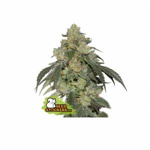 Seedstockers - Cookies Fast