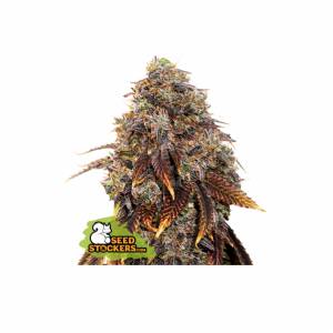 Seedstockers - Gelato 41