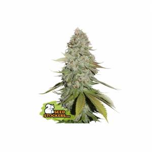 Seedstockers - Gorilla Glue