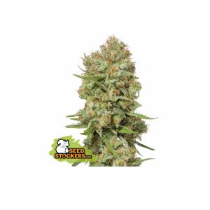 Seedstockers - Green Crack