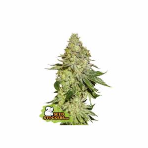 Seedstockers - Sherbet