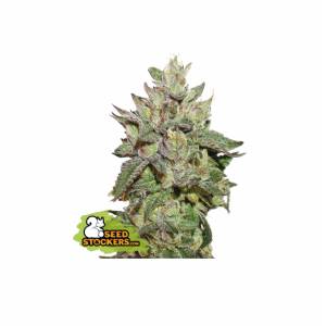 Seedstockers - Wedding Cake