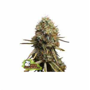 Seedstockers - Wedding Glue