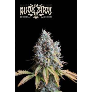 Seedstockers - Superior Rucu Cucu OG