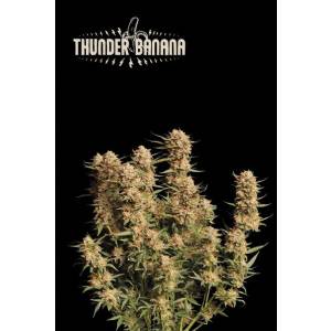 Seedstockers - Superior Auto Thunder Banana
