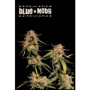 Seedstockers - Superior Blue Moby