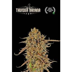 Seedstockers - Superior Thunder Banana
