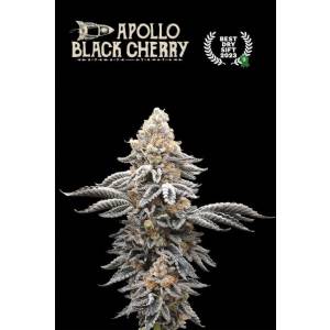 Seedstockers - Superior Apollo Black Cherry