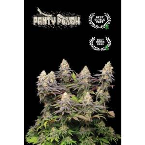 Seedstockers - Superior Panty Punch